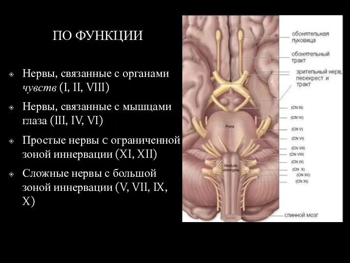 ПО ФУНКЦИИ Нервы, связанные с органами чувств (I, II, VIII)