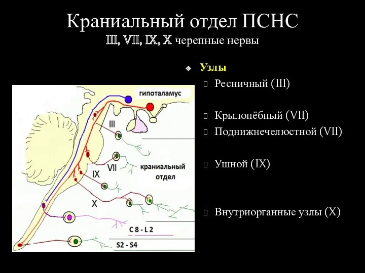 Краниальный отдел ПСНС III, VII, IX, X черепные нервы Узлы