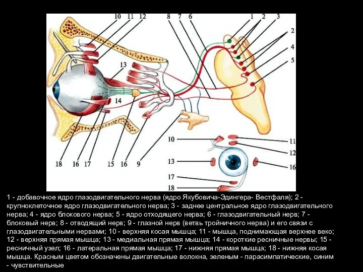 1 - добавочное ядро глазодвигательного нерва (ядро Якубовича-Эдингера- Вестфаля); 2