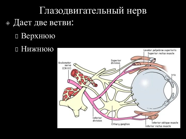 Глазодвигательный нерв Дает две ветви: Верхнюю Нижнюю
