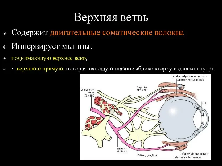 Верхняя ветвь Содержит двигательные соматические волокна Иннервирует мышцы: поднимающую верхнее