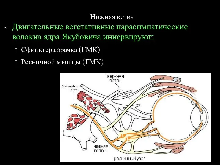 Нижняя ветвь Двигательные вегетативные парасимпатические волокна ядра Якубовича иннервируют: Сфинктера зрачка (ГМК) Ресничной мышцы (ГМК)