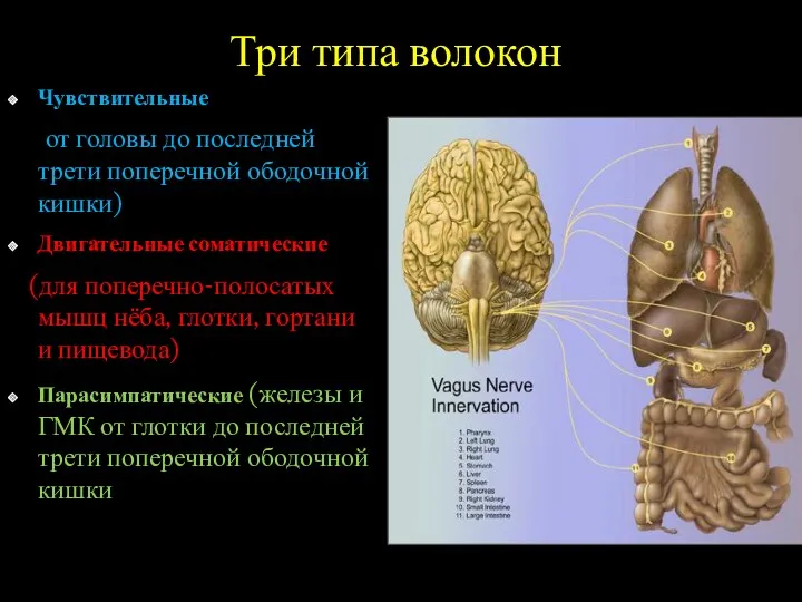 Три типа волокон Чувствительные (от головы до последней трети поперечной