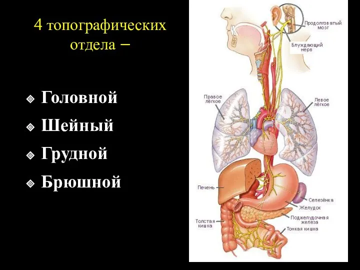 4 топографических отдела – Головной Шейный Грудной Брюшной