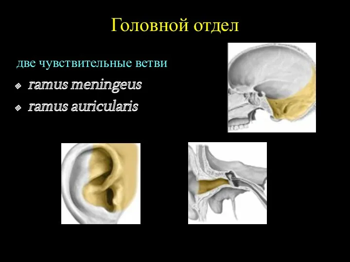 Головной отдел две чувствительные ветви: ramus meningeus ramus auricularis