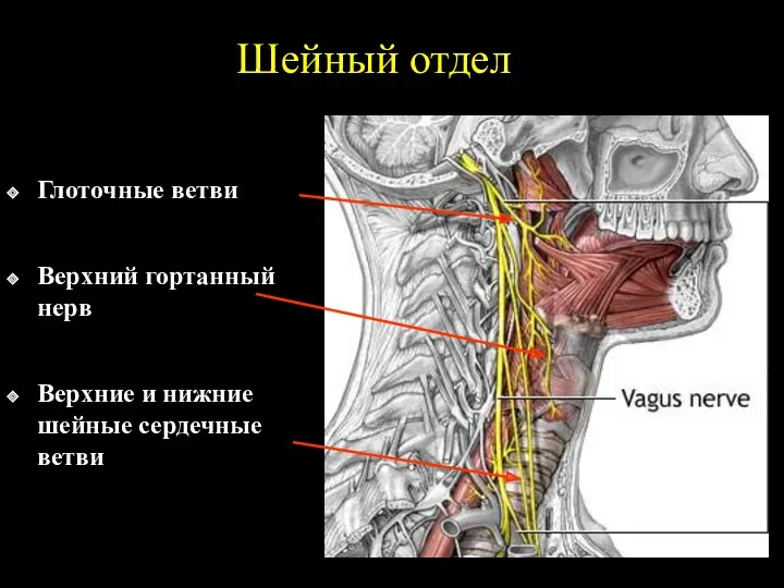 Шейный отдел Глоточные ветви Верхний гортанный нерв Верхние и нижние шейные сердечные ветви
