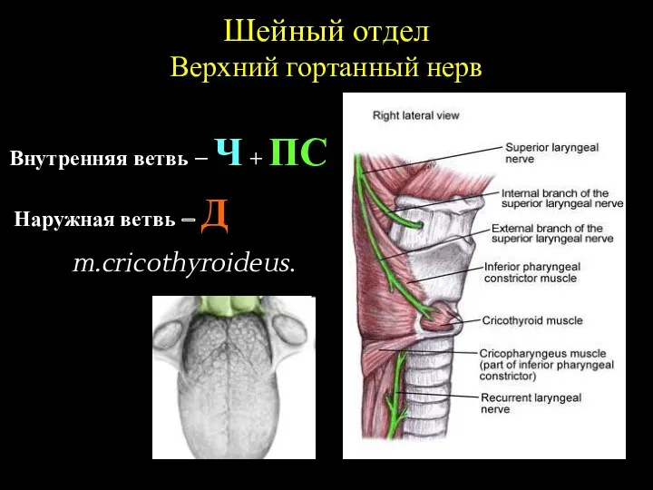 Шейный отдел Верхний гортанный нерв Внутренняя ветвь – Ч + ПС Наружная ветвь – Д m.cricothyroideus.