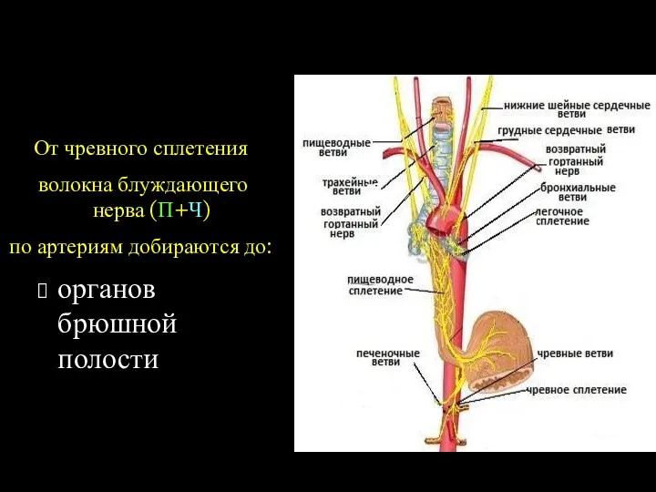От чревного сплетения волокна блуждающего нерва (П+Ч) по артериям добираются до: органов брюшной полости Брюшной отдел