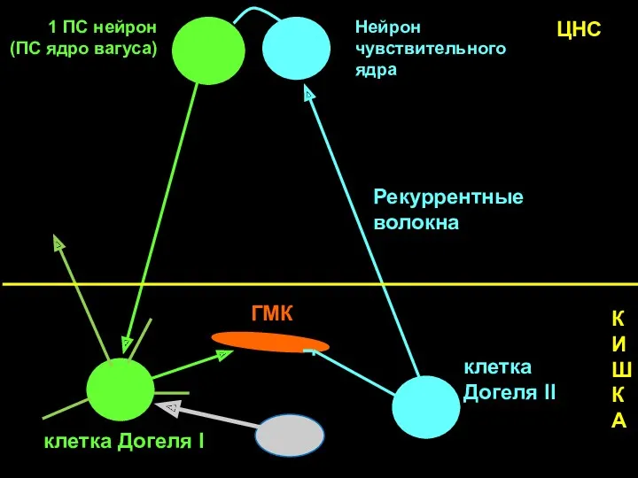 1 ПС нейрон (ПС ядро вагуса) Нейрон чувствительного ядра клетка