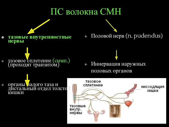 ПС волокна СМН тазовые внутренностные нервы тазовое сплетение (симп.) (проходят