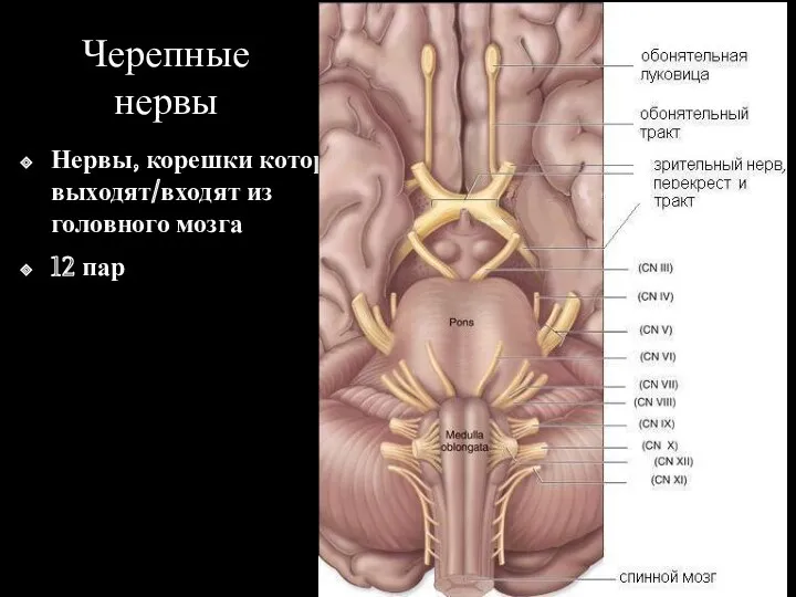 Черепные нервы Нервы, корешки которых выходят/входят из головного мозга 12 пар