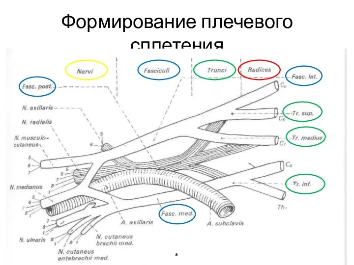 Формирование плечевого сплетения *