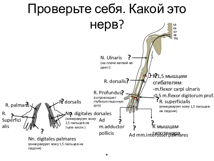 К 1,5 мышцам сгибателям: -m.flexor carpi ulnaris -0,5 m.flexor digitorum prof. R. superficialis