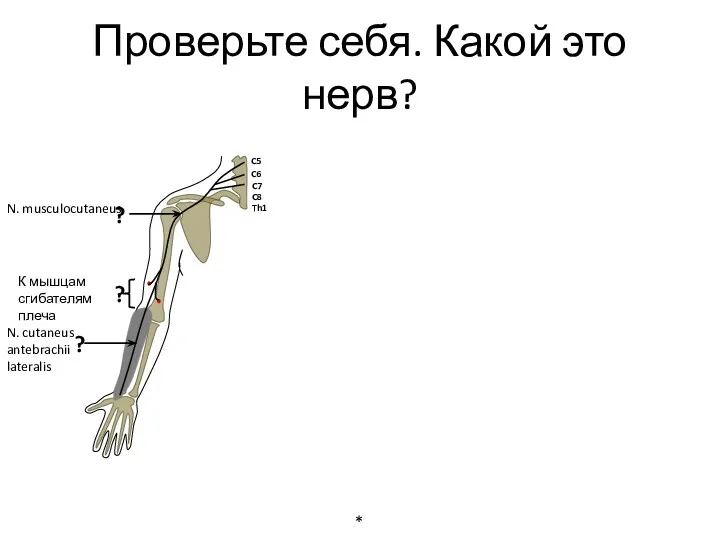 N. musculocutaneus К мышцам сгибателям плеча N. cutaneus antebrachii lateralis ? ? ?