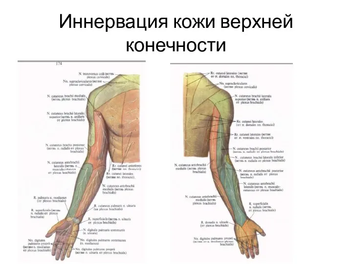 Иннервация кожи верхней конечности