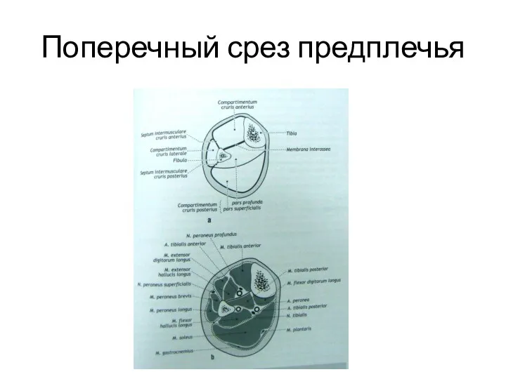 Поперечный срез предплечья