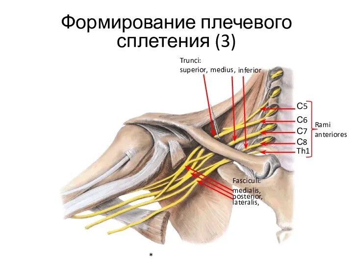 Формирование плечевого сплетения (3) * С5 С6 С7 С8 Th1 Rami anteriores Trunci: