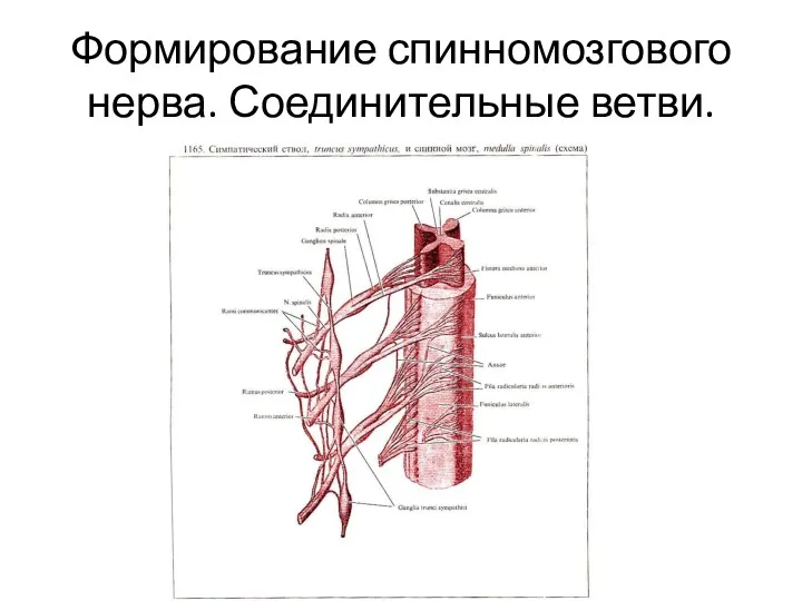 Формирование спинномозгового нерва. Соединительные ветви.