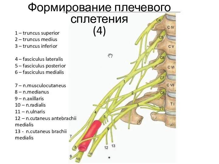 * Формирование плечевого сплетения (4) 1 – truncus superior 2 – truncus medius