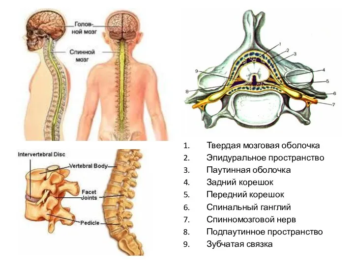 Твердая мозговая оболочка Эпидуральное пространство Паутинная оболочка Задний корешок Передний