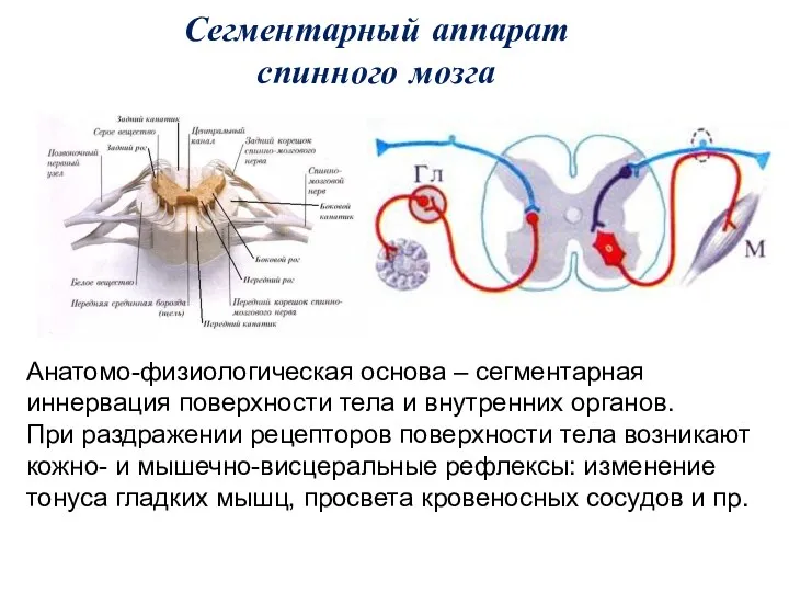 Сегментарный аппарат спинного мозга Анатомо-физиологическая основа – сегментарная иннервация поверхности