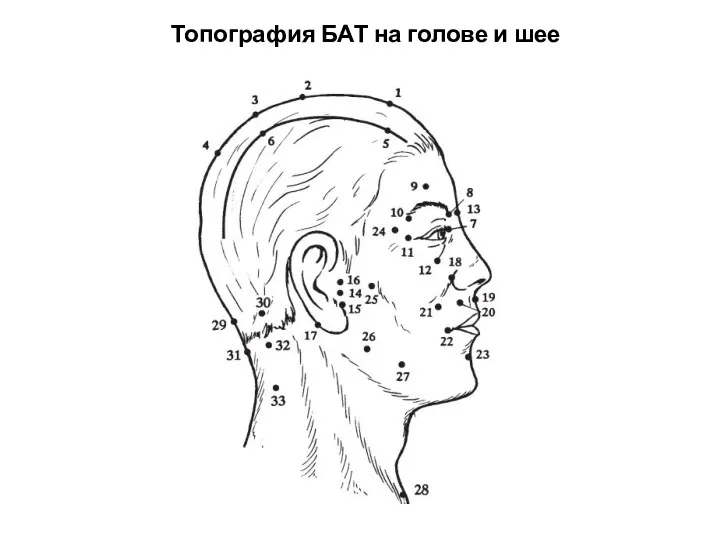 Топография БАТ на голове и шее