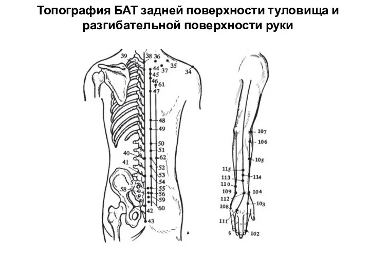 Топография БАТ задней поверхности туловища и разгибательной поверхности руки