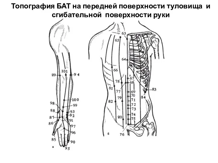 Топография БАТ на передней поверхности туловища и сгибательной поверхности руки