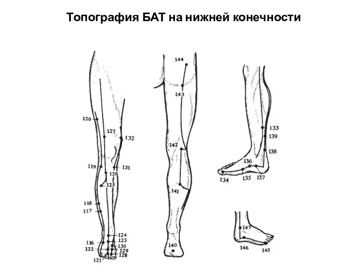 Топография БАТ на нижней конечности