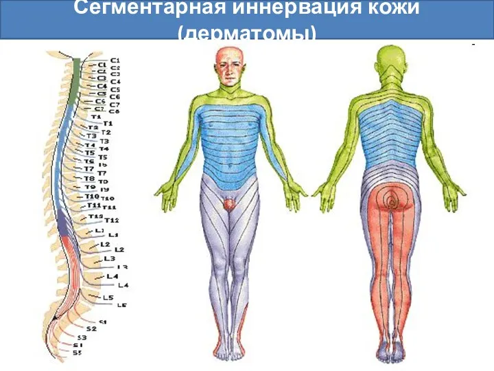 Сегментарная иннервация кожи (дерматомы)