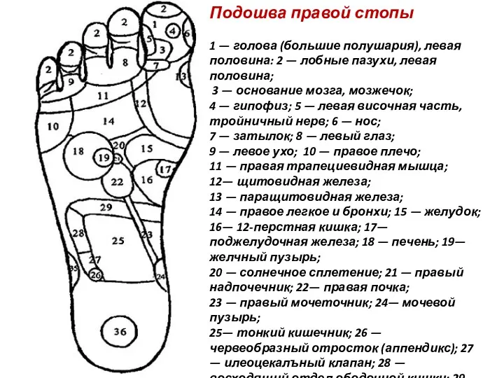 Подошва правой стопы 1 — голова (большие полушария), левая половина: