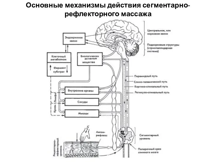 Основные механизмы действия сегментарно-рефлекторного массажа