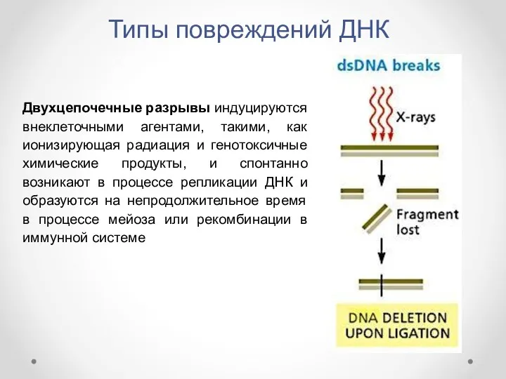 Типы повреждений ДНК Двухцепочечные разрывы индуцируются внеклеточными агентами, такими, как ионизирующая радиация и