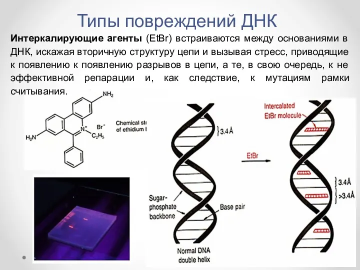 Интеркалирующие агенты (EtBr) встраиваются между основаниями в ДНК, искажая вторичную структуру цепи и