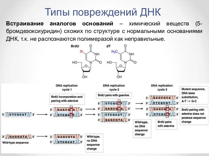 Встраивание аналогов оснований – химический веществ (5-бромдезоксиуридин) схожих по структуре с нормальными основаниями