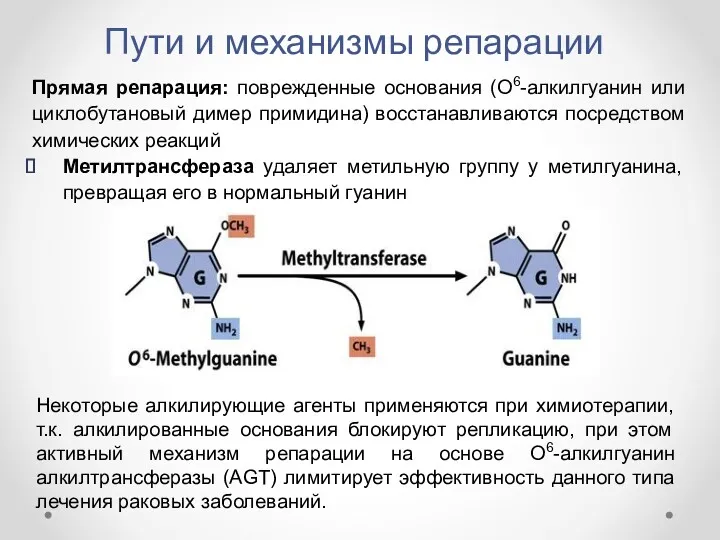 Пути и механизмы репарации Прямая репарация: поврежденные основания (О6-алкилгуанин или циклобутановый димер примидина)