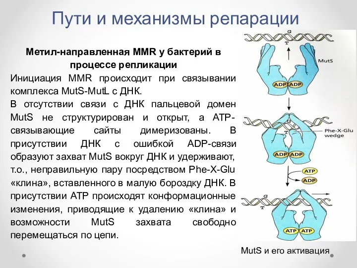 Пути и механизмы репарации Метил-направленная MMR у бактерий в процессе репликации Инициация MMR