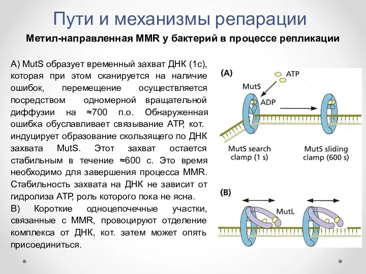 Пути и механизмы репарации Метил-направленная MMR у бактерий в процессе репликации А) MutS