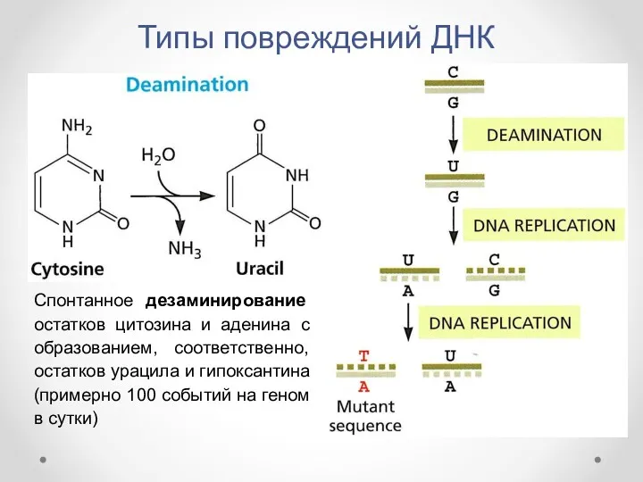 Типы повреждений ДНК Спонтанное дезаминирование остатков цитозина и аденина с образованием, соответственно, остатков