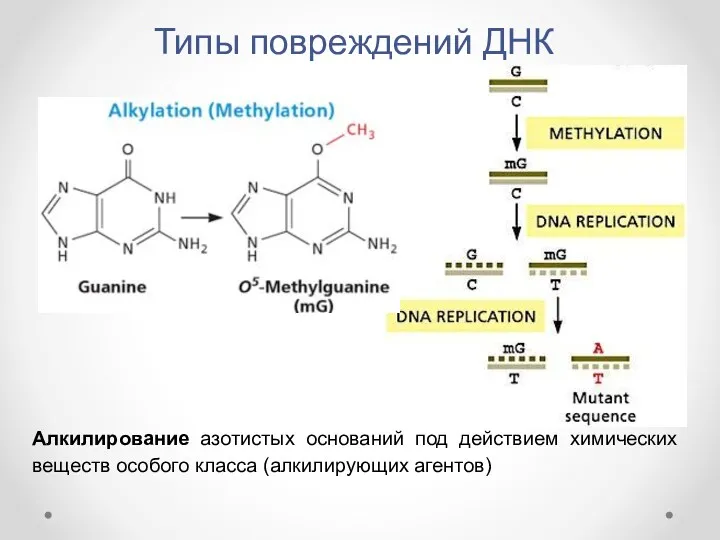 Типы повреждений ДНК Алкилирование азотистых оснований под действием химических веществ особого класса (алкилирующих агентов)
