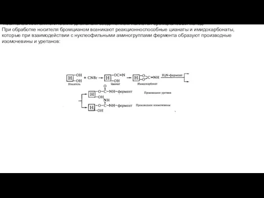 Наиболее распространенным методом образования ковалентной связи между ферментом и полисахаридным