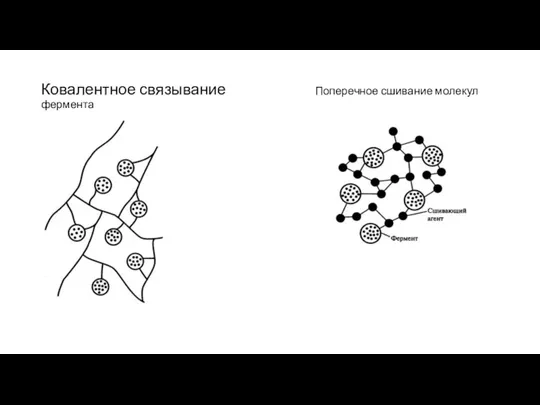 Ковалентное связывание Поперечное сшивание молекул фермента