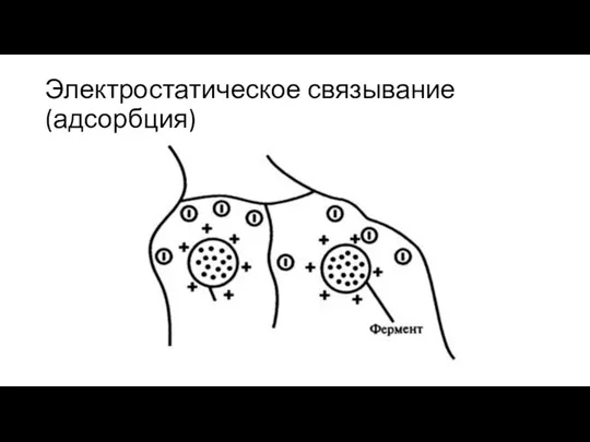 Электростатическое связывание (адсорбция)