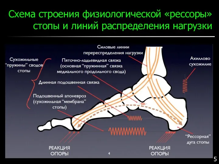 Схема строения физиологической «рессоры» стопы и линий распределения нагрузки