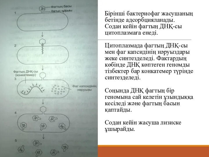 Бірінші бактериофаг жасушаның бетінде адсорбцияланады. Содан кейін фагтың ДНҚ-сы цитоплазмаға