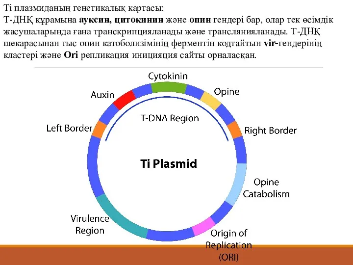 Ті плазмиданың генетикалық картасы: Т-ДНҚ құрамына ауксин, цитокинин және опин