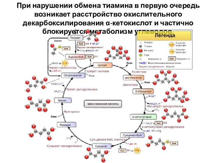 При нарушении обмена тиамина в первую очередь возникает расстройство окислительного