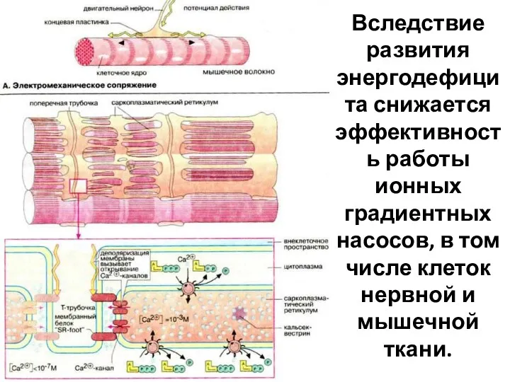 Вследствие развития энергодефицита снижается эффективность работы ионных градиентных насосов, в