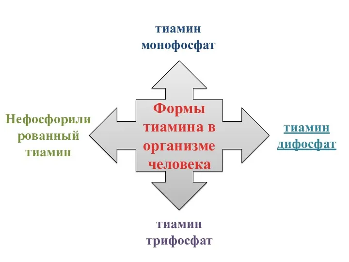 Формы тиамина в организме человека тиамин дифосфат Нефосфорилированный тиамин тиамин монофосфат тиамин трифосфат