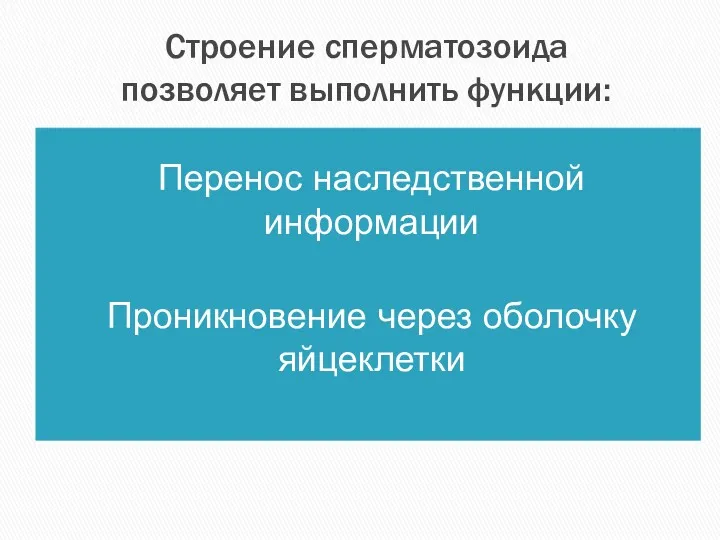 Строение сперматозоида позволяет выполнить функции: Перенос наследственной информации Проникновение через оболочку яйцеклетки